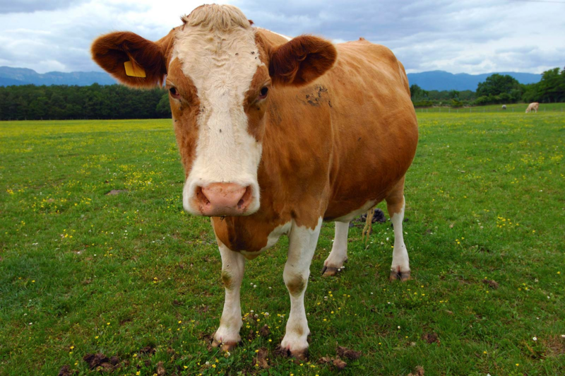 File:Brown-Guernsey-cow.png